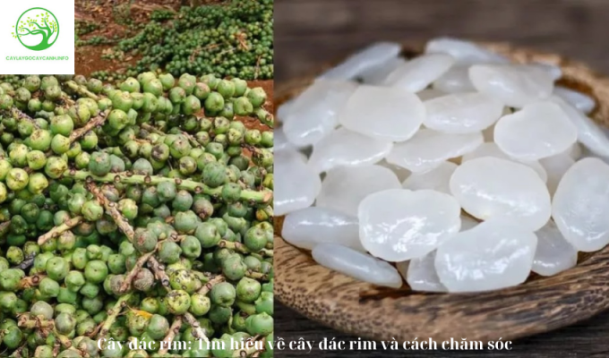 Cây đác rim: Tìm hiểu về cây đác rim và cách chăm sóc