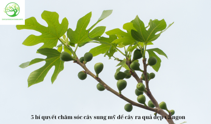 5 bí quyết chăm sóc cây sung mỹ để cây ra quả đẹp và ngon