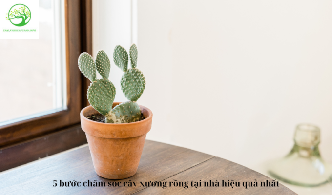 5 bí quyết chăm sóc cây sung mỹ để cây ra quả đẹp và ngon