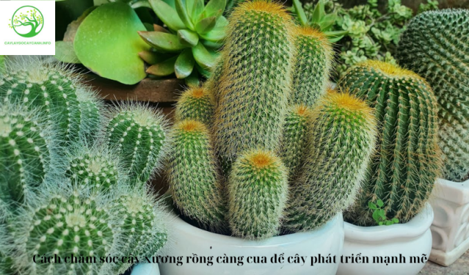 Cách chăm sóc cây xương rồng càng cua để cây phát triển mạnh mẽ